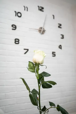 Сибирская однокомнатная — sm.webp