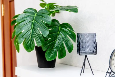 Отличная квартира — sm.webp