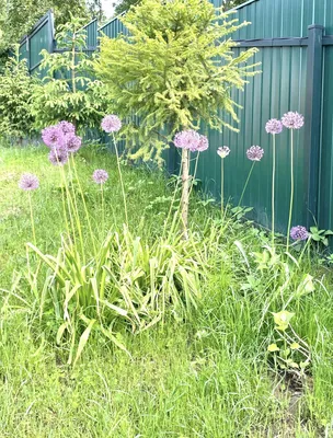 Одноэтажный Дом №1 в Гостевом доме «дИНИНО» — sm.webp