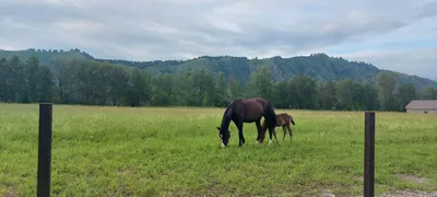 Aлтaйдoм "Белогоpьe"  — sm.webp