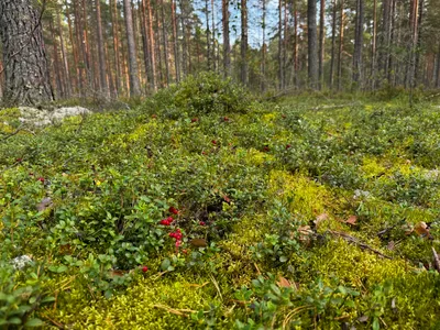 Коттедж в "Светлое Village" — sm.webp