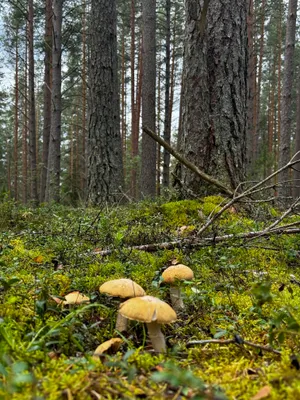 Коттедж в "Светлое Village" — sm.webp