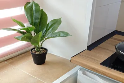 Студия 44 — sm.webp