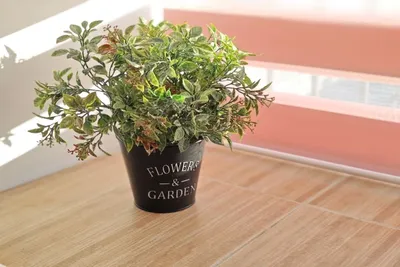 Студия 25 — sm.webp