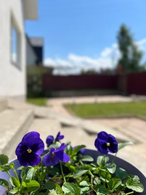 Коттедж с баней и бильярдом возле озера — sm.webp