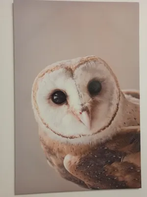 Новай дом. Ремонт, Интернет. Парковка. — xl.webp