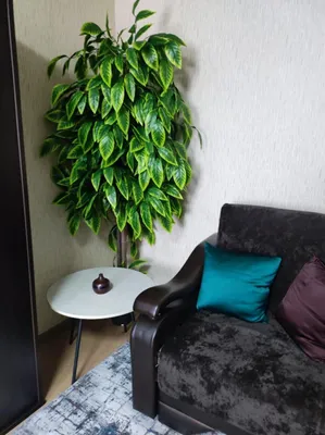 Квартира в центре — xl.webp