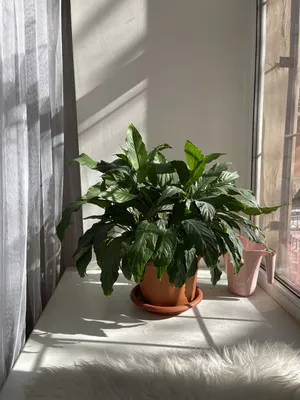 NEW Apartment 3 bedroom Suvorovsky — sm.webp