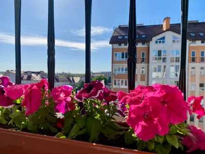 City View Apartment — sm.webp