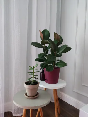 Божоле Rooms с Марусей — sm.webp