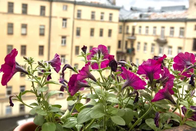 Сердце Петроградки — sm.webp
