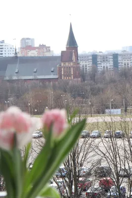 В сердце города Калининграда — sm.webp