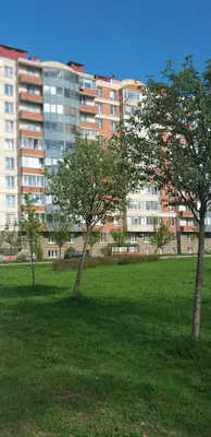 Квартира рядом с м.Елизаровская и центром — xl.webp