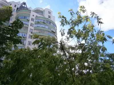 Гарсоньерка рядом с  метро Проспект Мира — sm.webp