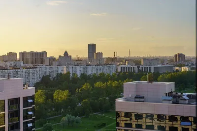 Фиалка в высоте — sm.webp