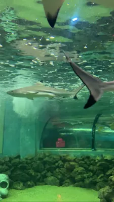 Океанариум Ocean Park — xl.webp