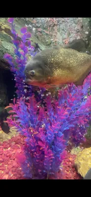 Океанариум Ocean Park — sm.webp