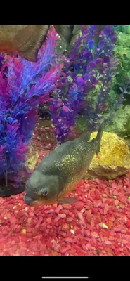 Океанариум Ocean Park — xl.webp